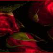 Бархатные розы - Открытки с розами