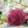 Цветущая роза - Открытки с розами