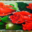 Дарите женщинам розы - Открытки с розами