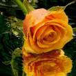 Желтая роза - Открытки с розами