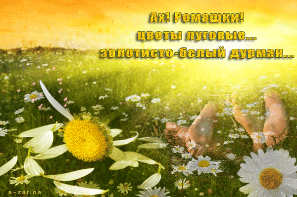 Ах, ромашки! Цветы луговые Картинки Лето